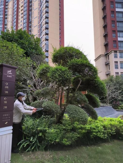 绿化养护