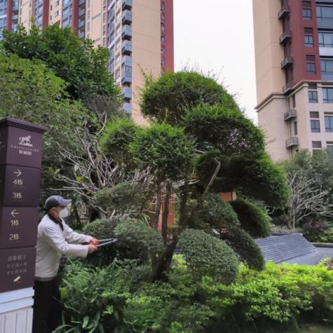 绿化养护