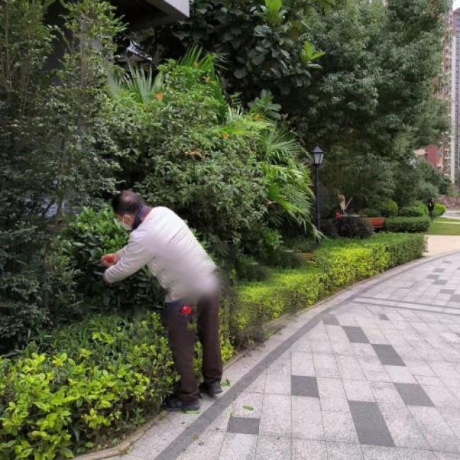 绿化养护
